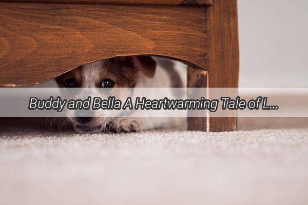 Buddy and Bella A Heartwarming Tale of Love and Loyalty